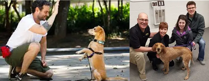 Adestrador+Behaviorist
